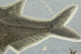 Natural Fossil Fish Mural From Bottom Cap Layer - Wyoming #342452-2